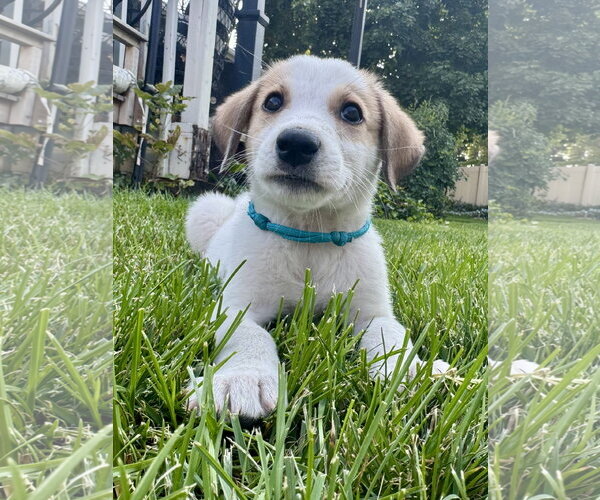 Medium Photo #3 Anatolian Pyrenees Puppy For Sale in MIDWAY, UT, USA