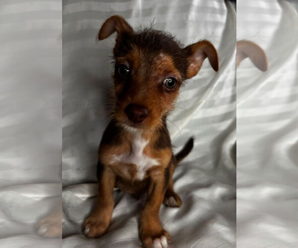 Medium Photo #4 Mutt Puppy For Sale in Gulfport, MI, USA
