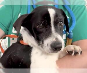 Chihuahua Dogs for adoption in Houston, TX, USA