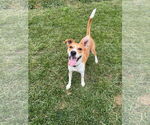 Small #1 Mutt