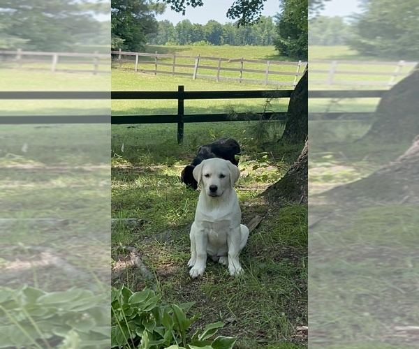 Medium Photo #11 Labrador Retriever Puppy For Sale in LOUISBURG, NC, USA