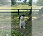 Small #10 Labrador Retriever