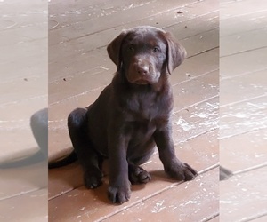 Labrador Retriever Puppy for sale in MEDFORD, OR, USA