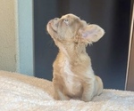 Small #3 French Bulldog