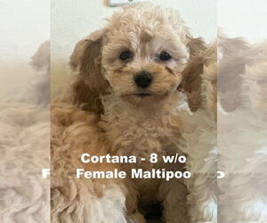 Maltipoo Dogs for adoption in Studio City, CA, USA