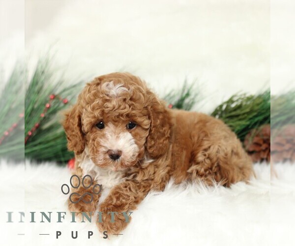 Medium Photo #1 Poodle (Toy) Puppy For Sale in CHRISTIANA, PA, USA