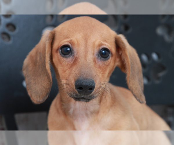 Medium Photo #4 Dachshund Puppy For Sale in MARIETTA, GA, USA