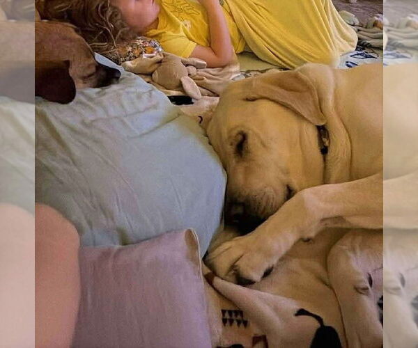 Medium Photo #4 Labrador Retriever-Unknown Mix Puppy For Sale in OKLAHOMA CITY, OK, USA