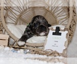 Small Photo #9 Cocker Spaniel Puppy For Sale in SPRING HILL, FL, USA