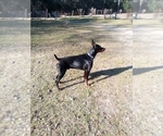 Small Photo #5 Doberman Pinscher Puppy For Sale in CONROE, TX, USA