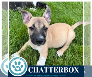 Chihuahua Dogs for adoption in Kimberton, PA, USA