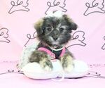Small Photo #10 Pom-A-Poo Puppy For Sale in LAS VEGAS, NV, USA