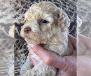 Aussiedoodle Miniature  Puppy for sale in SCOTTSDALE, AZ, USA