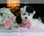 Small #15 Maltese