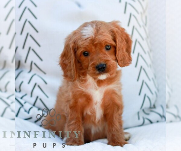 Medium Photo #1 Cavapoo (Miniature) Puppy For Sale in ELIZABETHTOWN, PA, USA