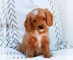 Image preview for Ad Listing. Nickname: Asher