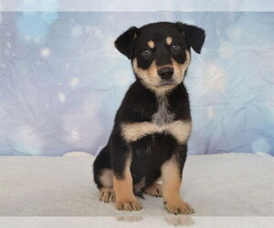 Shollie Dogs for adoption in Oroville, CA, USA