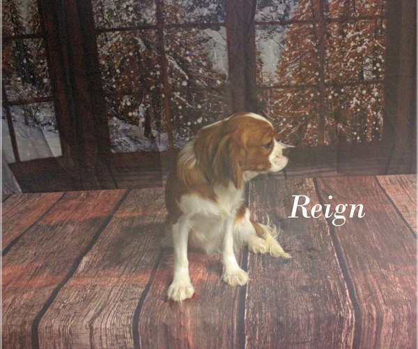 Medium Photo #15 Cavalier King Charles Spaniel Puppy For Sale in CHANUTE, KS, USA