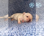 Puppy Puppy 2 French Bulldog