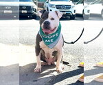 Small #1 American Bulldog