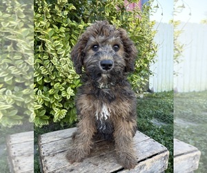 Whoodle (Miniature) Puppy for sale in MIDDLEBURY, IN, USA