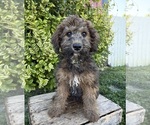 Small Whoodle (Miniature)