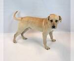 Small #4 Labrador Retriever-Retriever  Mix