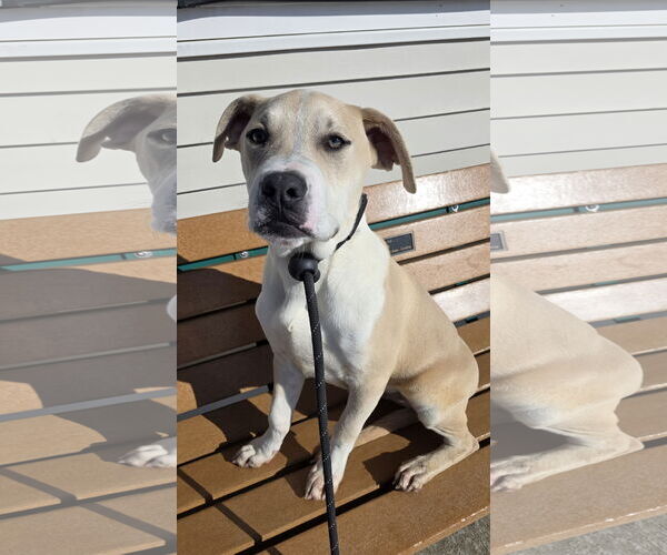 Medium Photo #5 Mutt Puppy For Sale in Rockaway, NJ, USA