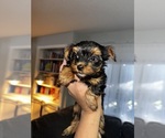 Small #3 Yorkshire Terrier