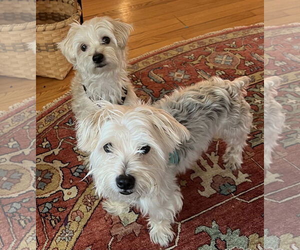 Medium Photo #3 Mutt Puppy For Sale in Allentown,, PA, USA