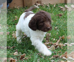 Small #10 German Shorthaired Pointer-Poodle (Standard) Mix