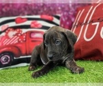 Small #9 Catahoula Leopard Dog