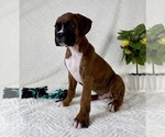 Small #5 Boxer