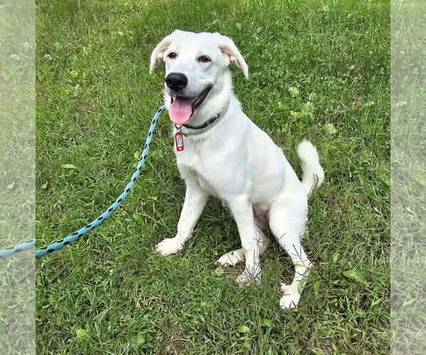Medium Photo #10 Anatolian Pyrenees Puppy For Sale in Croydon, NH, USA