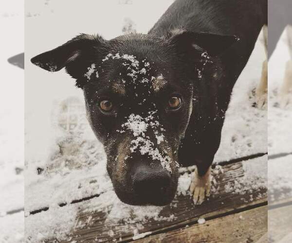 Medium Photo #3 Border Collie-Unknown Mix Puppy For Sale in Fort Collins, CO, USA