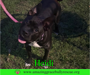 American Bulldog-Unknown Mix Dogs for adoption in Milton, FL, USA