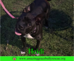 Small American Bulldog Mix