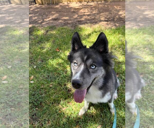 Medium Photo #2 Siberian Husky Puppy For Sale in Carrollton, TX, USA
