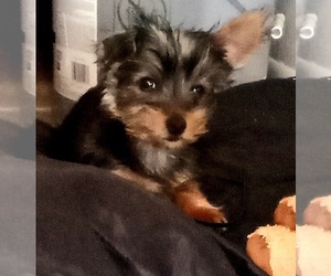 Yorkshire Terrier Puppy for sale in COPPERAS COVE, TX, USA