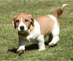 Small #5 Dachsador