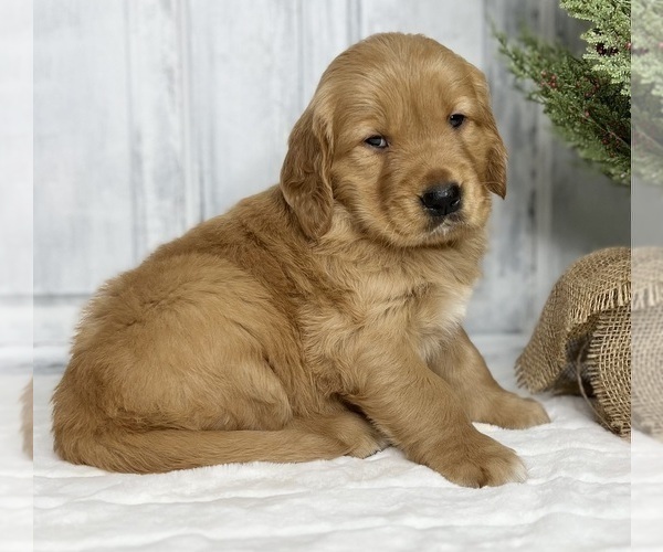 Medium Photo #7 Golden Retriever Puppy For Sale in FREDERICKSBURG, OH, USA