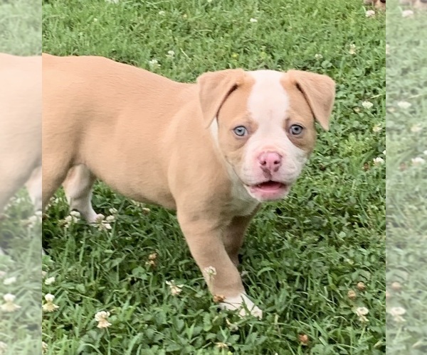 Medium Photo #1 American Bulldog Puppy For Sale in BOWLING GREEN, KY, USA