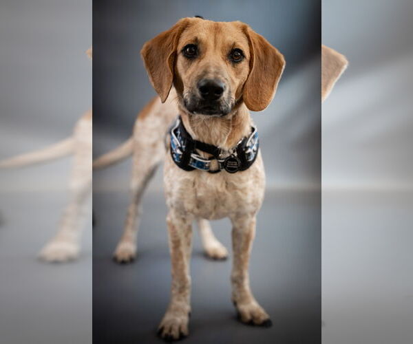 Medium Photo #2 Jack-A-Bee Puppy For Sale in Princeton, MN, USA