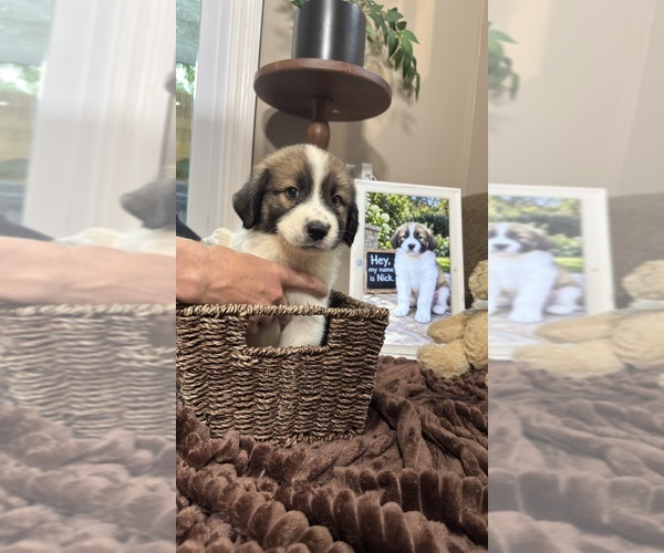 Medium Photo #3 Aussie Pyrenees Puppy For Sale in LEXINGTON, SC, USA