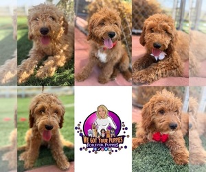 Goldendoodle-Poodle (Toy) Mix Puppy for Sale in MENIFEE, California USA