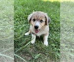 Small Photo #6 Aussie-Corgi Puppy For Sale in DONNELLSON, IA, USA