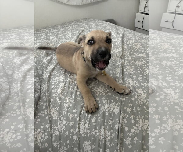 Medium Photo #6 Mutt Puppy For Sale in Sandy, UT, USA