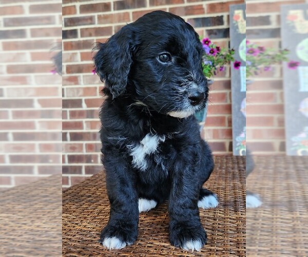 Medium Photo #7 Aussiedoodle Puppy For Sale in COLUMBIA, TN, USA