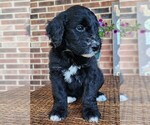 Small #6 Aussiedoodle