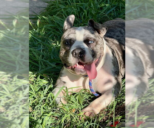 Medium Photo #3 American Pit Bull Terrier-Staffordshire Bull Terrier Mix Puppy For Sale in Princeton, MN, USA